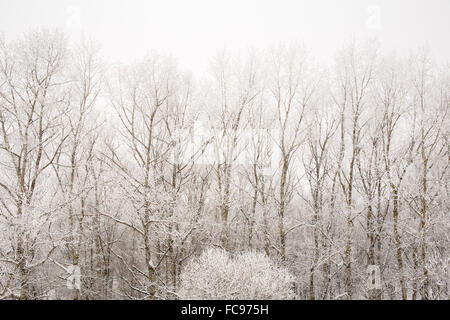 Schneefall im Wald mit Raureif, Textfreiraum Stockfoto