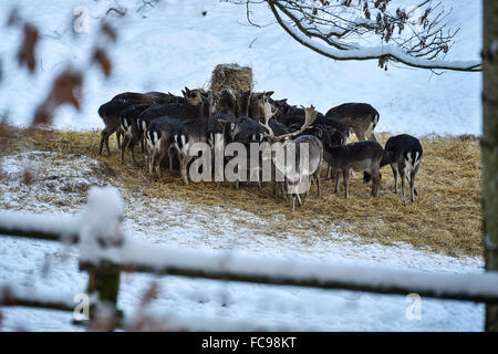 Skalice in der Nähe von Ceska Lipa, Nord-Böhmen, Tschechische Republik. 21. Januaryk, 2016. Die Hirsche und Damhirsche Herde im Wildpark von Skalice in der Nähe von Ceska Lipa, Nord-Böhmen, Tschechische Republik, am 21. Januar 2016. Bildnachweis: CTK/Alamy Live-Nachrichten Stockfoto