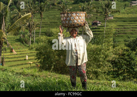 Frau mit Korb auf die Jatiluwih Reis-Terrassen, UNESCO-Welterbe auf Bali, Indonesien Stockfoto