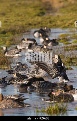 Niederlande, Putten, Arkemheen Polder, Nonnengans, Gänse (Branta Leucopsis) Baden Stockfoto