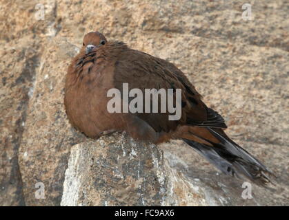 Mexikanische Socorro Trauer Taube (Zenaida Macroura Graysoni) Stockfoto