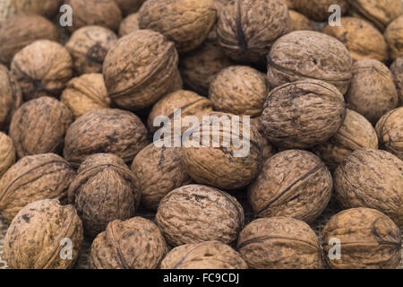 Haufen von Walnüssen Stockfoto