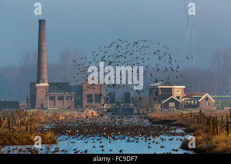 Niederlande, Nijkerk, Arkemheen Polder, ehemalige Dampf angetriebene Pumpwerk Hertog Reijnout. Wasservögel Stockfoto