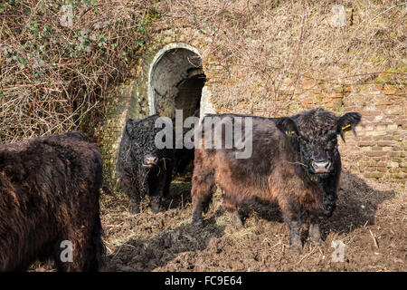 Wageningen, Niederlande, Natur reservieren De Blauwe Kamer. Galloway Rinder in der Nähe von ehemaligen Stein Fabrik Stockfoto