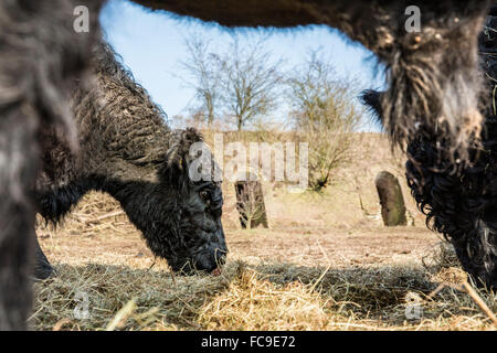 Wageningen, Niederlande, Natur reservieren De Blauwe Kamer. Galloway Rinder in der Nähe von ehemaligen Stein Fabrik Stockfoto