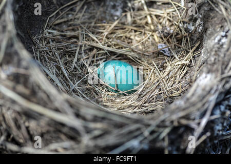 Eine einsame Robin Ei in einem Nest. Stockfoto