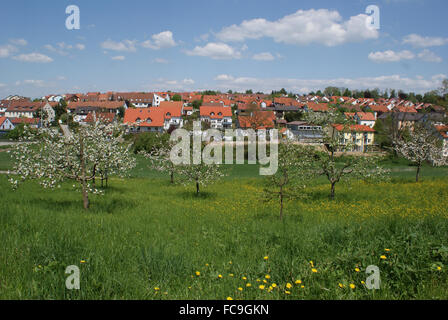 Apfelbäume im Obstgarten Stockfoto