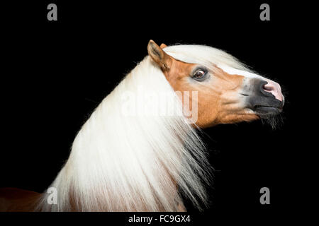 Haflinger Pferd. Porträt einer Stute vor einem schwarzen Hintergrund. Österreich Stockfoto