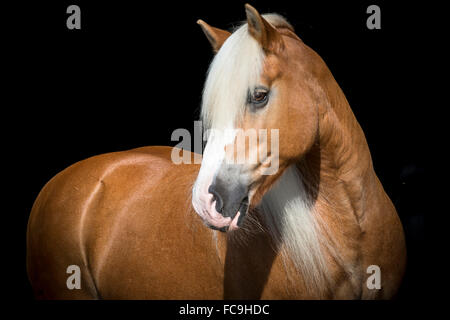 Haflinger Pferd. Porträt einer Stute vor einem schwarzen Hintergrund. Österreich Stockfoto