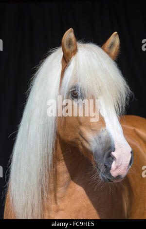 Haflinger Pferd. Porträt einer Stute vor einem schwarzen Hintergrund. Österreich Stockfoto