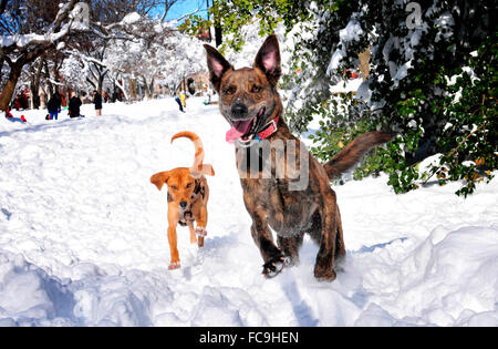 Hunde im Schnee spielen Stockfoto