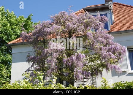 Chinesische wisteria Stockfoto