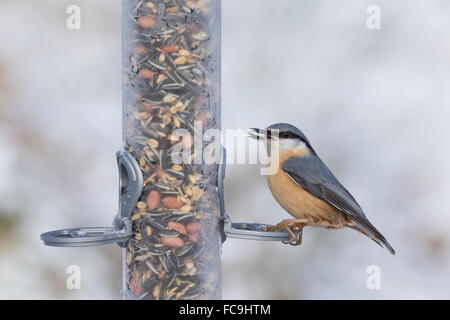 Kleiber, Vogel ist Fütterung, Schnee, Kleiber, Spechtmeise, Vogelfütterung, Winter, Schnee, Sitta Europaea, Sittelle Torchepot Stockfoto