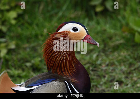 Mandarinente (Aix Galericulata) Stockfoto