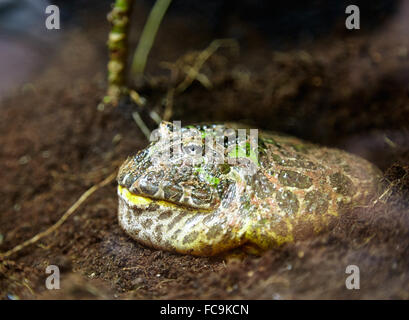 Horned frog Stockfoto