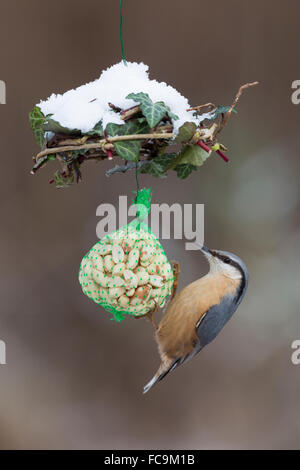 Kleiber, Vogel ist Fütterung, Schnee, Kleiber, Spechtmeise, Vogelfütterung, Winter, Schnee, Sitta Europaea, Sittelle Torchepot Stockfoto