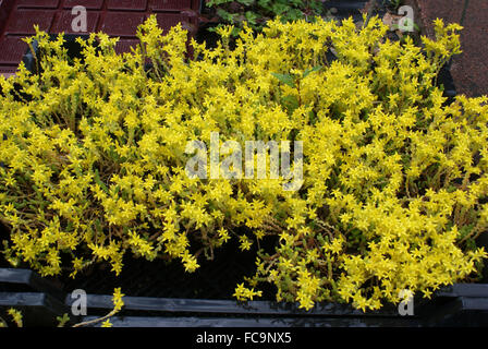 Goldmoss Mauerpfeffer Stockfoto