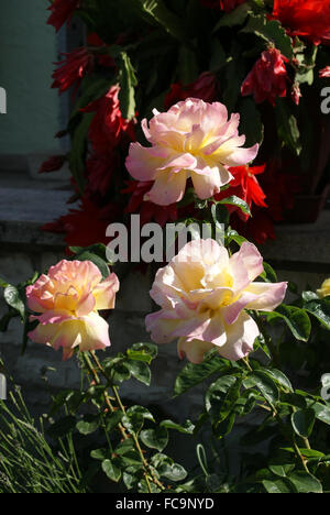 Hybrid-Rose Art Gloria Dei Synonym Frieden Stockfoto