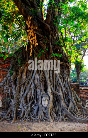 Stein Buddha Kopf verschlungen in den Wurzeln der Banyan-Baum im Wat Mahathat, Ayutthaya, Thailand Stockfoto