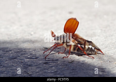 Maikäfer mit zusammengefalteten Flügeln abdecken Stockfoto