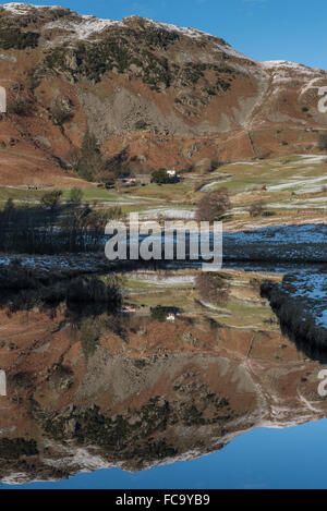 Lingmoor spiegelt sich in den Fluß Brathay Cumbria Stockfoto