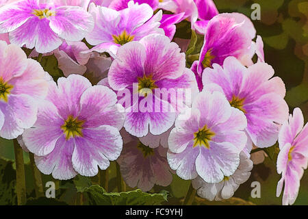 Nahaufnahme von rosa Primula (Primula Obconica) Pflanze in voller Blüte Stockfoto