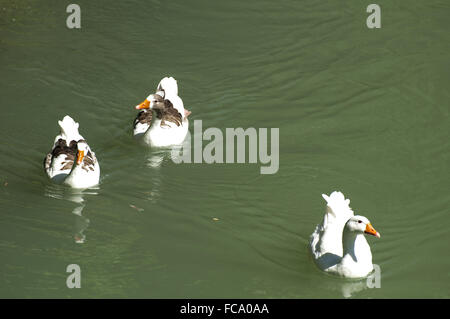 Enten im Fluss und Schilf Stockfoto