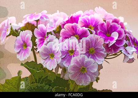 Nahaufnahme von rosa Primula (Primula Obconica) Pflanze in voller Blüte Stockfoto