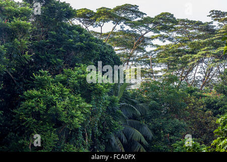 Bukit Timah Nature Reserve in Singapur. Stockfoto