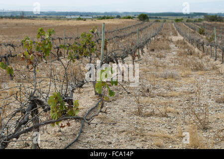 Schlechte Ernte Weinberge Stockfoto