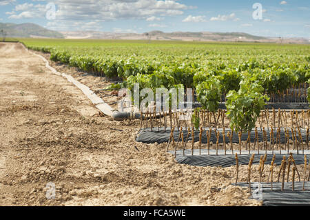 Junge Weinberge in Reihen. Stockfoto