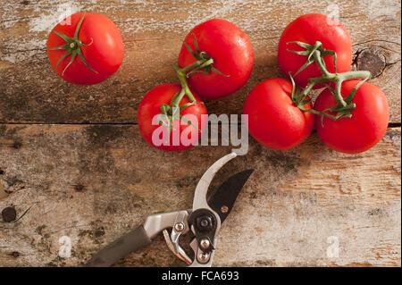 Garten frische Tomaten mit Baum-, Rebscheren Stockfoto