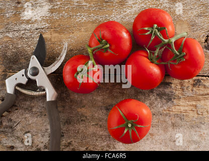 Frisch gepflückt zu Hause angebaute Tomaten Stockfoto