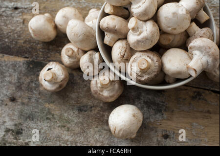 Frische weiße Taste oder Champignons Stockfoto