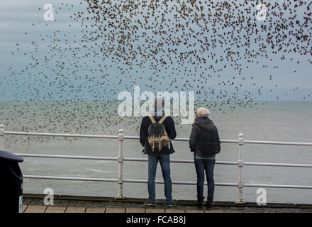 Aberystwyth Wales UK, 21. Januar 2016 massiven Schwarm Stare Schwarm zurück zum Pier und bieten ein weiteres spektakuläres Feuerwerk über und um den Pier als die Sonne untergeht, Menschen versammeln, um sie zu beobachten.  Wir sind glücklich, eine nur wenige Orte in Großbritannien, die das tägliche Ritual der Stare Zeugen. Bildnachweis: Trebuchet Fotografie/Alamy Live-Nachrichten Stockfoto