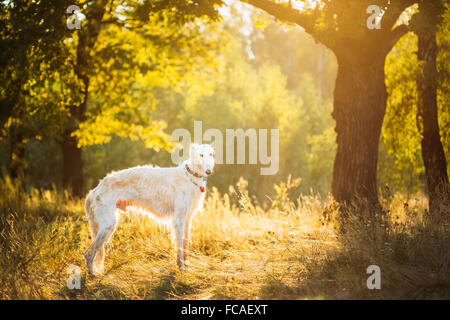 White Russian Dog, Barsoi, Jagdhund im Sommer Sonnenuntergang Sonnenaufgang Wald. Stockfoto