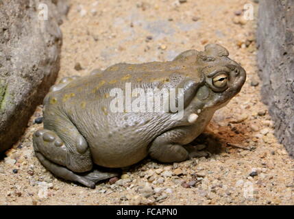 North American Colorado River Kröte (Incilius Alvarius), alias Sonora-Wüste Kröte, größte Kröte in den USA Stockfoto