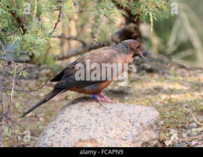 Captive mexikanischen Socorro Trauer Taube (Zenaida Macroura Graysoni), seit 1972 in freier Wildbahn ausgestorben Zuchtprogramm, Zoo Arnheim Stockfoto