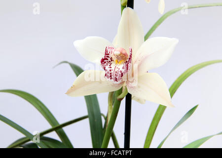 Weiß und rosa Orchidee cymbidium Stockfoto