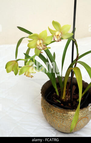 Cymbidium gelbe Orchideen im Kupferkessel Stockfoto