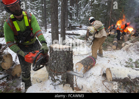 Entfernung von Pinien befallen von der Mountain Pine Beetle in der Nähe von Grande Praire, Alberta, Kanada Stockfoto