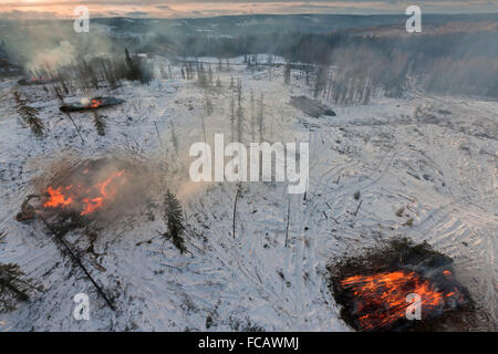 Entfernung von Pinien befallen von der Mountain Pine Beetle in der Nähe von Grande Prairie, Alberta, Kanada Stockfoto