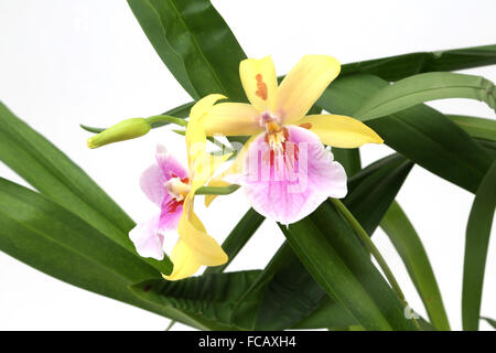 Miltonia Sonnenuntergang Orchidee Stockfoto