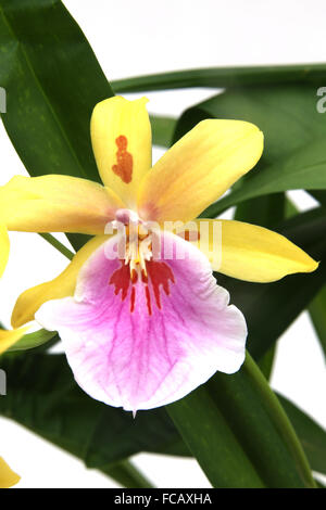 Orchidee Miltonia Sonnenuntergang Stockfoto