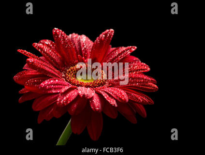 Rote Gerbera auf schwarzem Hintergrund isoliert Stockfoto