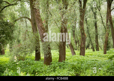 Niederlande, Kekerdom. Naturschutzgebiet Gelderse Poort. Millingerwaard nahe Fluss Waal. Sumpfwald Stockfoto