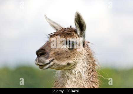 Schuss in den Kopf von einem Lama in Knowsley Safari Park Stockfoto