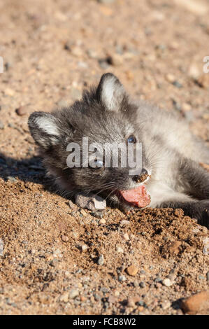 Arctic fox, Alopex lagopus, pups/kits, 7 weeks old, circumpolar distribution across northern Eurasia and North America Stockfoto