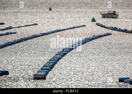 Niederlande, Bruinisse, Muschel, Muscheln Landwirtschaft in Oosterschelde Mündung Stockfoto