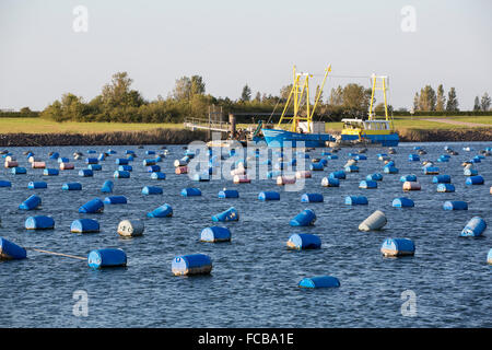 Niederlande, Bruinisse, Muschel, Muscheln Landwirtschaft in Oosterschelde Mündung. Hintergrund Grevelingendamm, Teil der Deltawerke Stockfoto